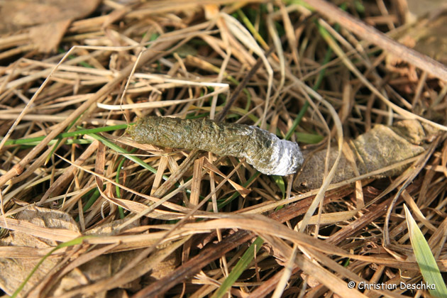 NaturimBild.at- Tierspuren Vögel - Das Mühlviertel, Natur, Tiere ...